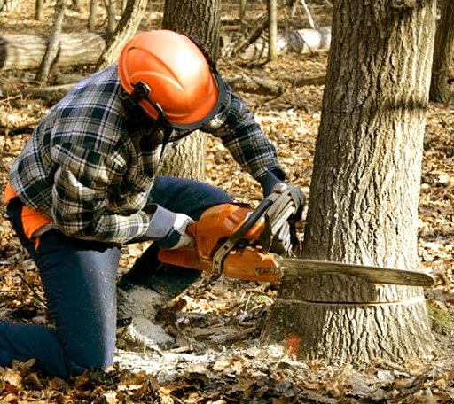 Tree Removal in Weatherly, PA